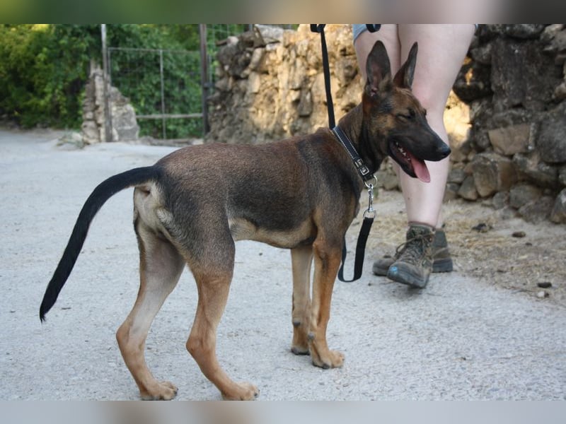 ROCKY-freundlicher, anhänglicher, fröhlicher Bub auf der Suche nach seinem Für-immer-Zuhause