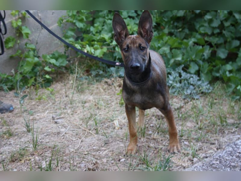 ROCKY-freundlicher, anhänglicher, fröhlicher Bub auf der Suche nach seinem Für-immer-Zuhause
