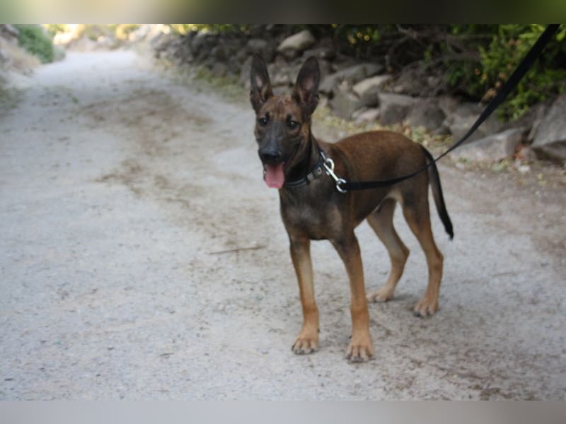 ROCKY-freundlicher, anhänglicher, fröhlicher Bub auf der Suche nach seinem Für-immer-Zuhause