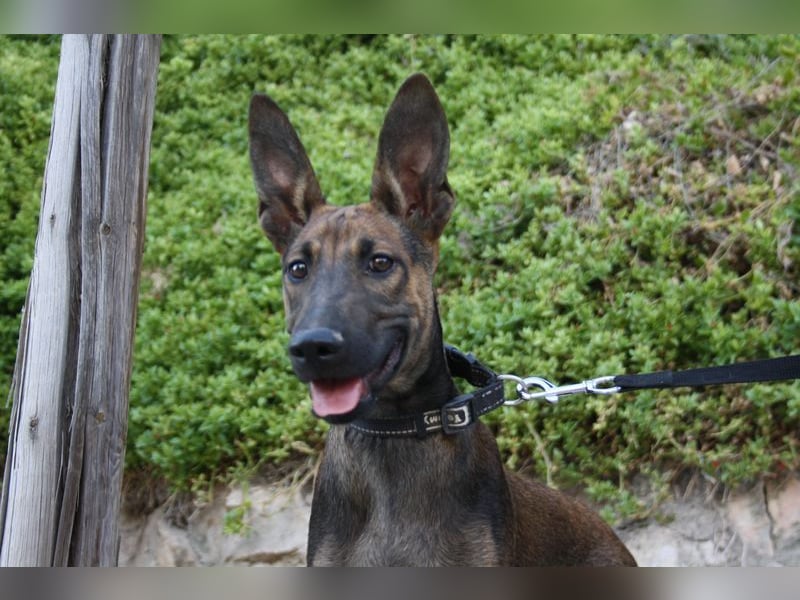 ROCKY-freundlicher, anhänglicher, fröhlicher Bub auf der Suche nach seinem Für-immer-Zuhause