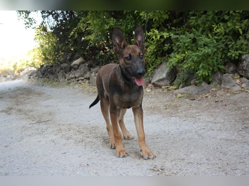 ROCKY-freundlicher, anhänglicher, fröhlicher Bub auf der Suche nach seinem Für-immer-Zuhause