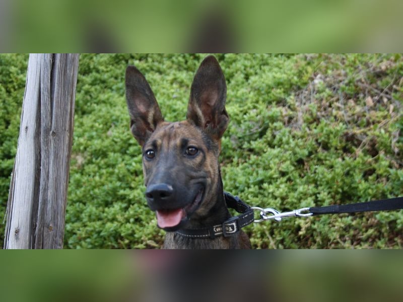 ROCKY-freundlicher, anhänglicher, fröhlicher Bub auf der Suche nach seinem Für-immer-Zuhause