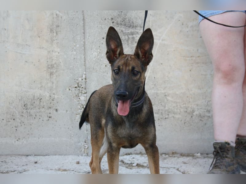 ROCKY-freundlicher, anhänglicher, fröhlicher Bub auf der Suche nach seinem Für-immer-Zuhause