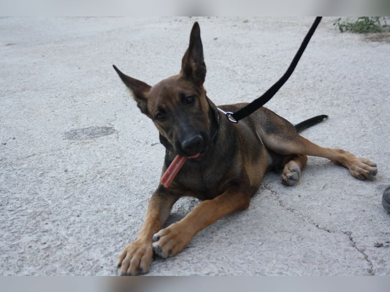ROCKY-freundlicher, anhänglicher, fröhlicher Bub auf der Suche nach seinem Für-immer-Zuhause