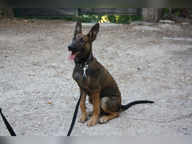 ROCKY-freundlicher, anhänglicher, fröhlicher Bub auf der Suche nach seinem Für-immer-Zuhause