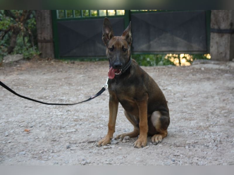 ROCKY-freundlicher, anhänglicher, fröhlicher Bub auf der Suche nach seinem Für-immer-Zuhause