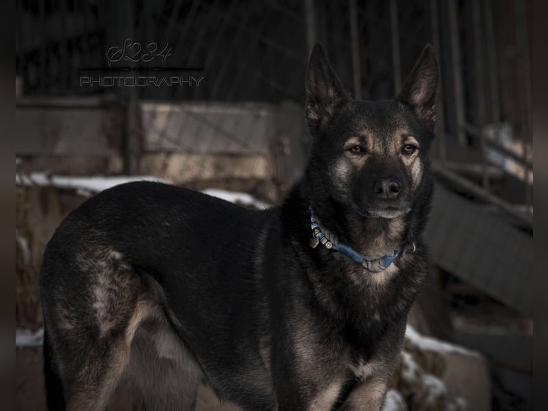 Malinois-Mix, 6 Jahre, kastriert