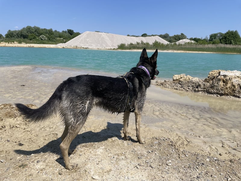Malinois-Mix, 6 Jahre, kastriert
