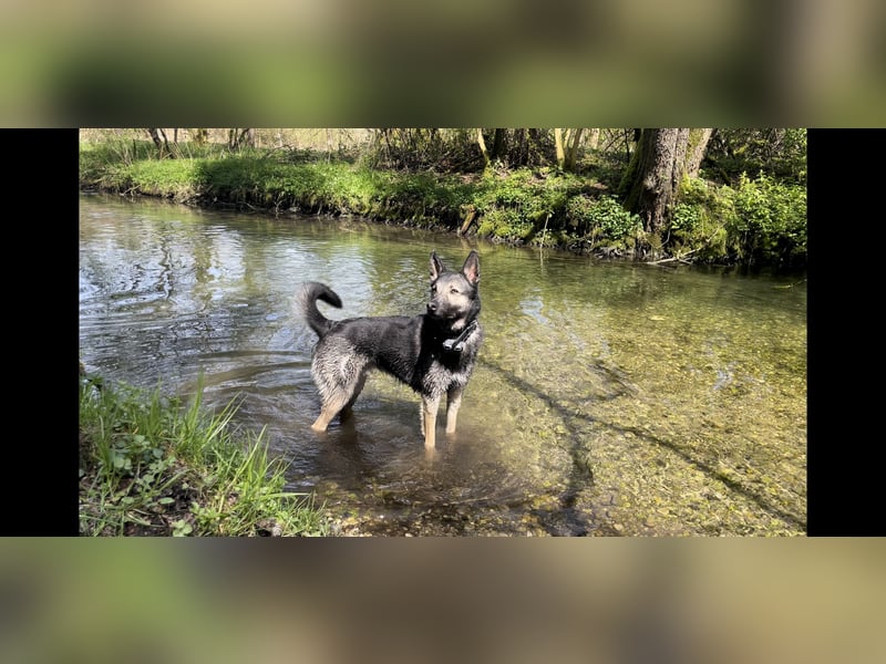 Malinois-Mix, 6 Jahre, kastriert