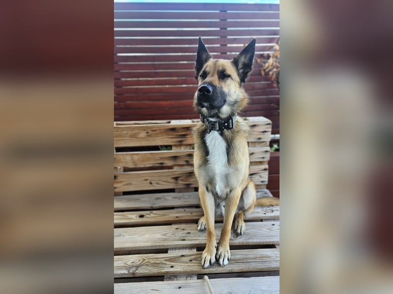 Malinois-Mix Rüde sucht Zuhause