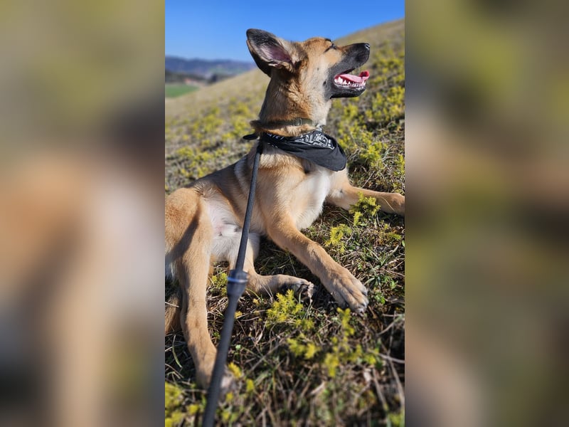 Malinois-Mix Rüde sucht Zuhause