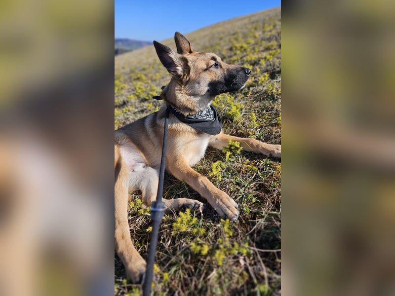 Malinois-Mix Rüde sucht Zuhause