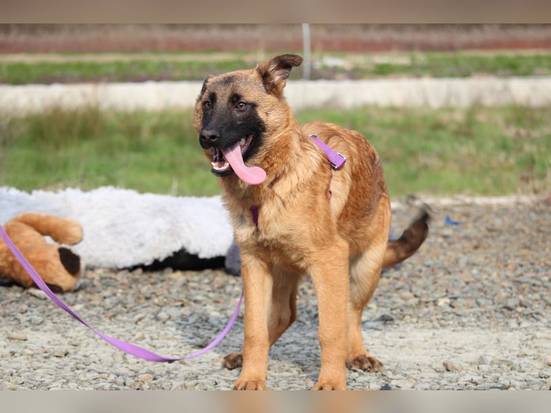 Desina sucht ihr Glück ...