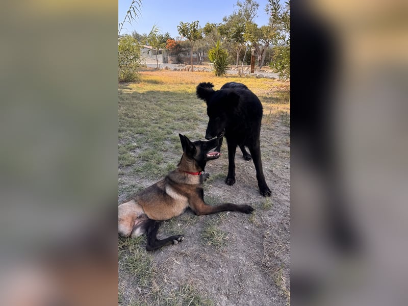 JOJO sucht ein Zuhause JOJO sucht ein Zuhause