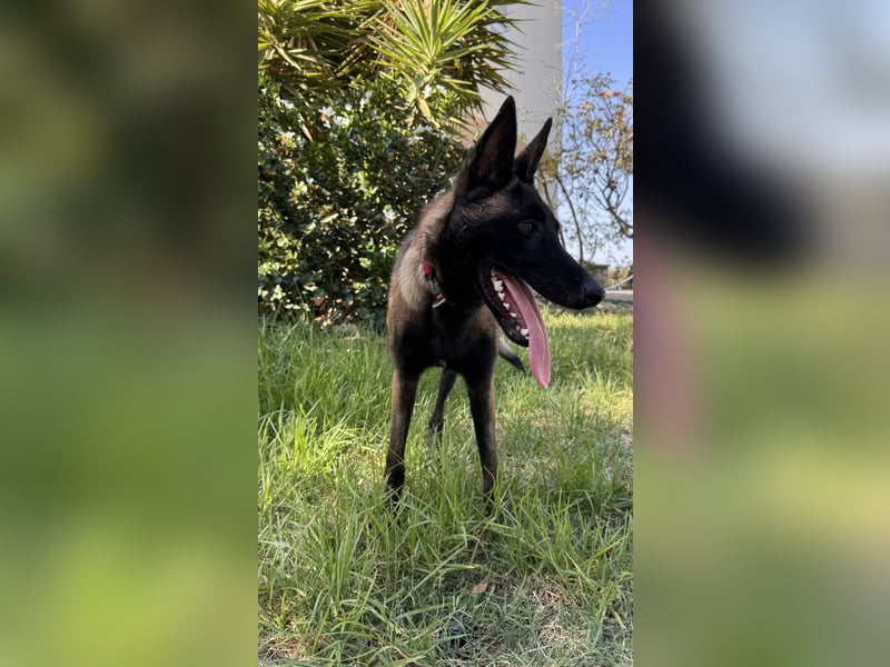 JOJO sucht ein Zuhause JOJO sucht ein Zuhause