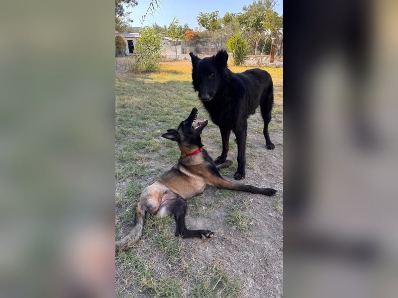 JOJO sucht ein Zuhause JOJO sucht ein Zuhause