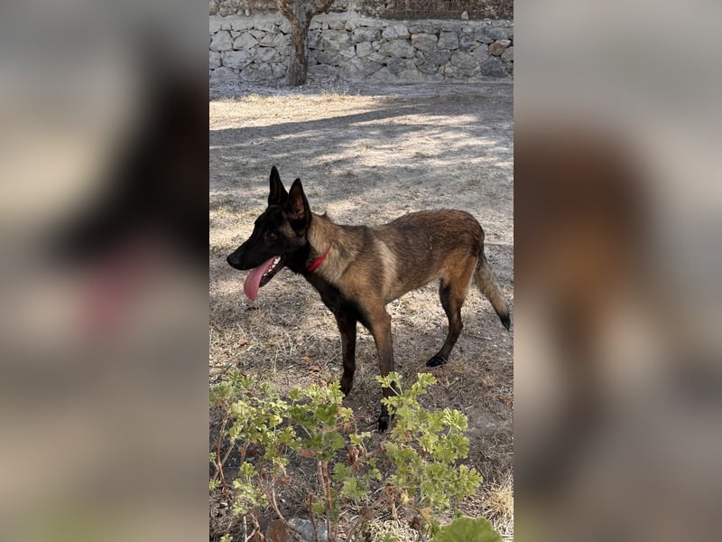 JOJO sucht ein Zuhause JOJO sucht ein Zuhause