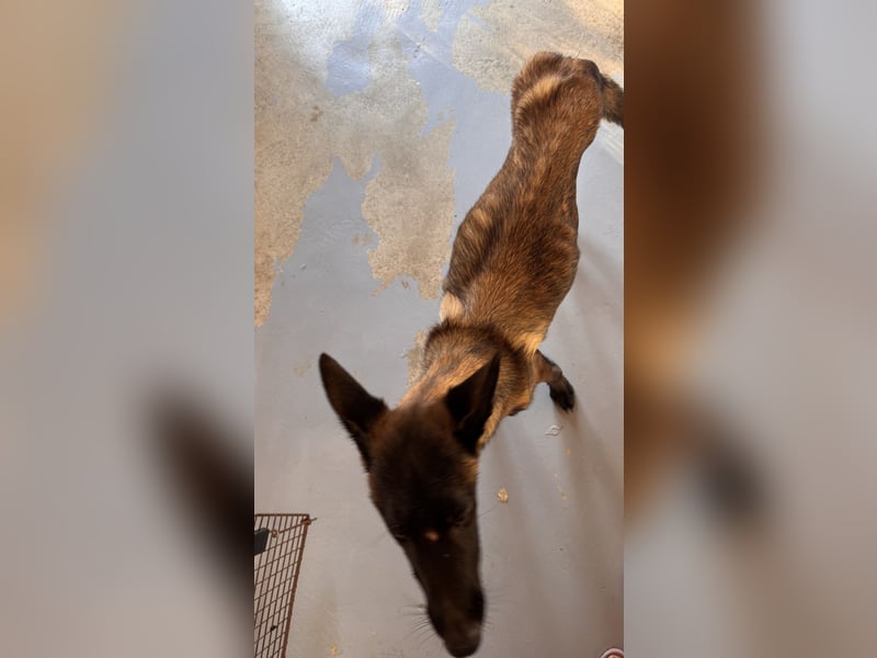 JOJO sucht ein Zuhause JOJO sucht ein Zuhause