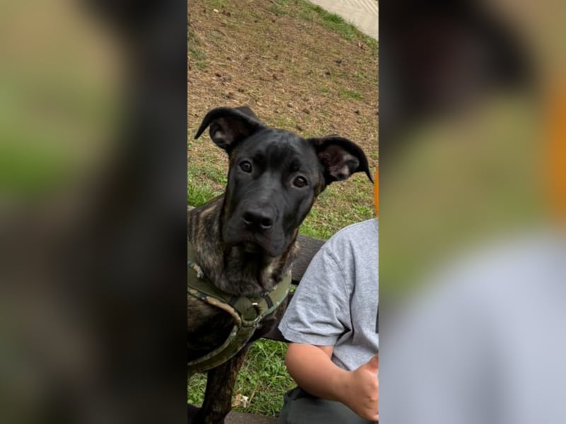 Malinois belgischer schäferund
