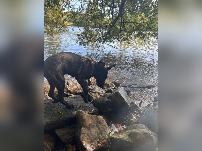 Malinois belgischer schäferund