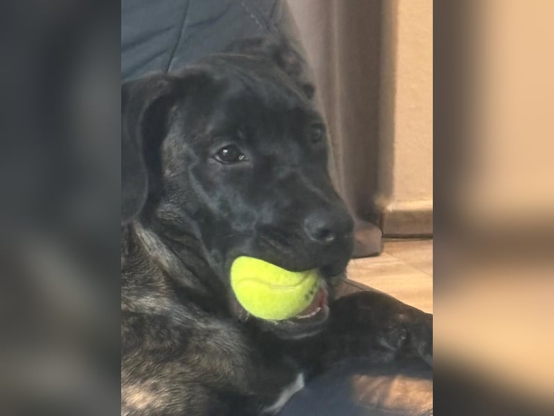 Malinois belgischer schäferund