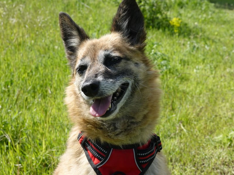 Sanfte Arisha sucht einfühlsames Zuhause mit Herz