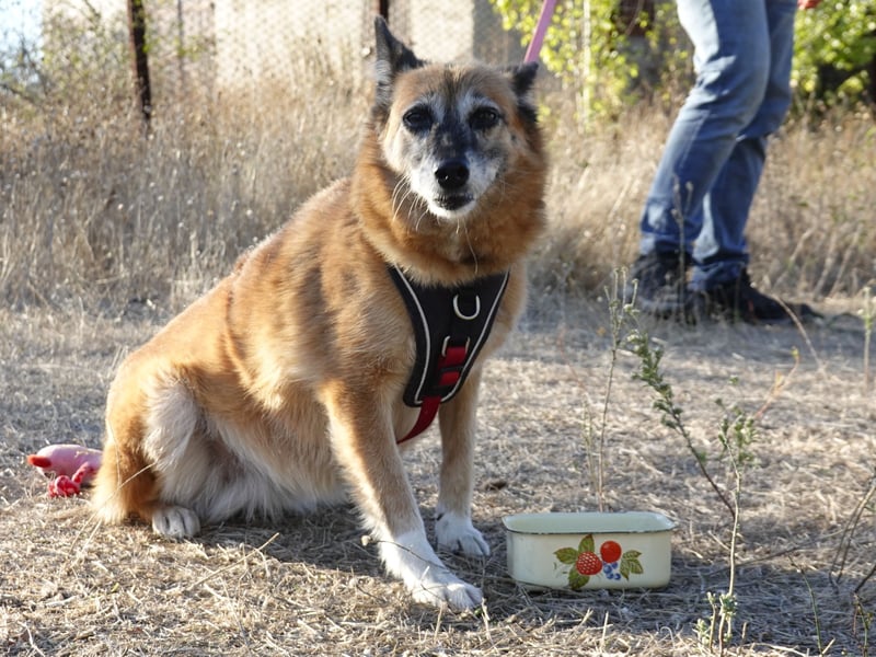 Sanfte Arisha sucht einfühlsames Zuhause