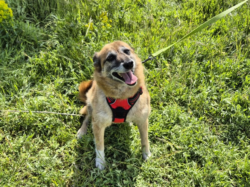 Sanfte Arisha sucht einfühlsames Zuhause