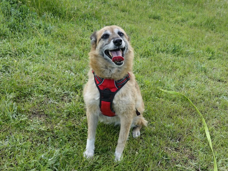 Sanfte Arisha sucht einfühlsames Zuhause mit Herz