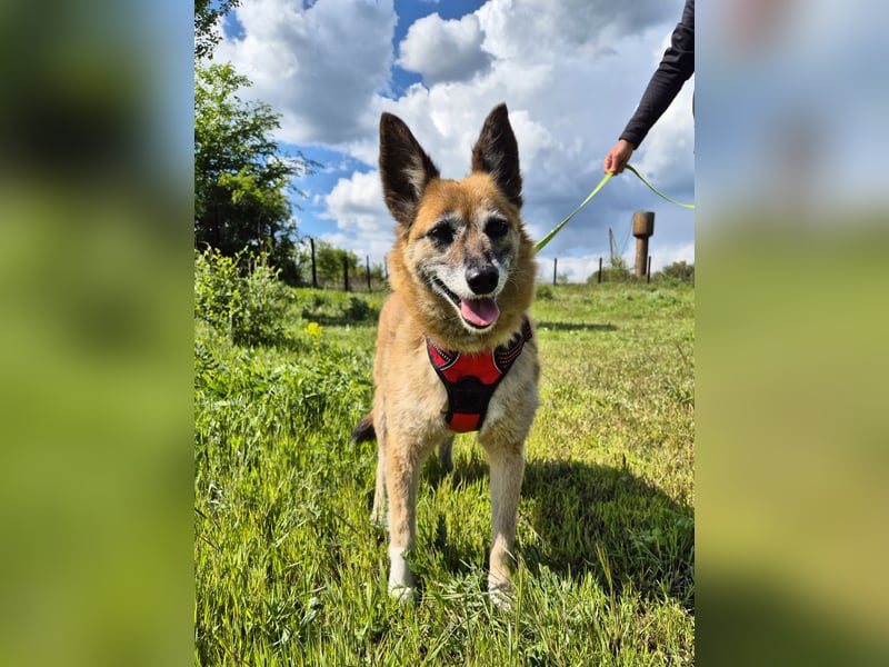 Sanfte Arisha sucht einfühlsames Zuhause