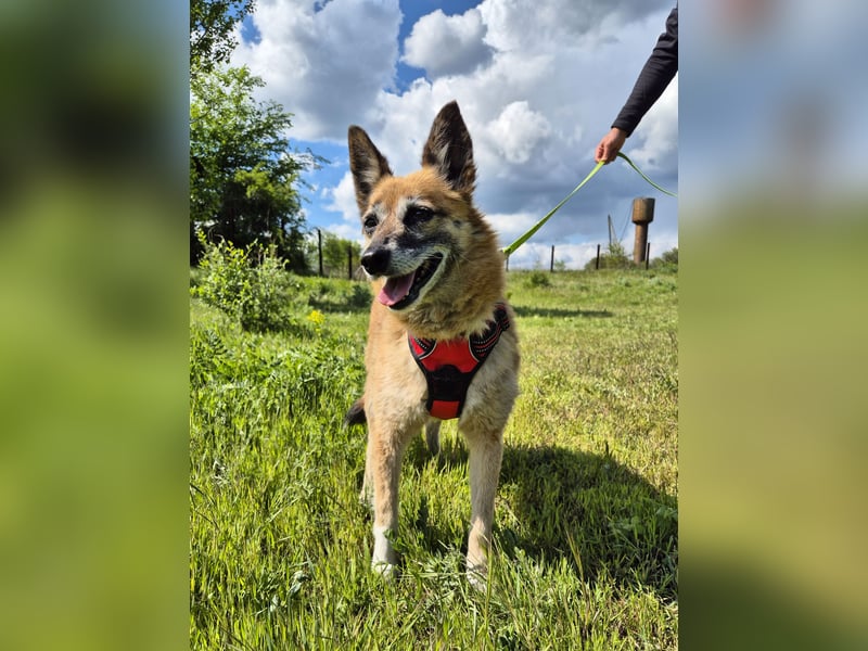 Sanfte Arisha sucht einfühlsames Zuhause