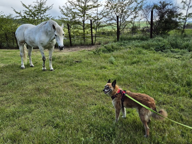 Sanfte Arisha sucht einfühlsames Zuhause