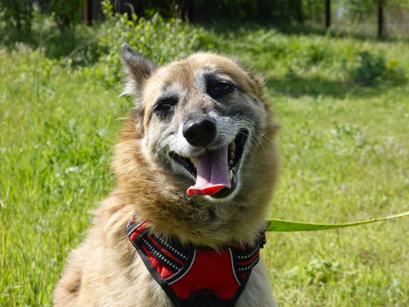 Sanfte Arisha sucht einfühlsames Zuhause mit Herz
