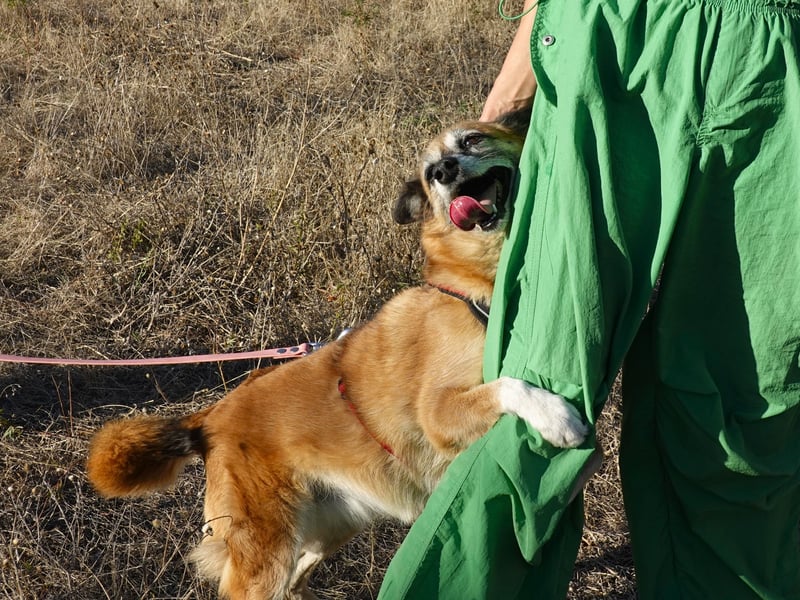Sanfte Arisha sucht einfühlsames Zuhause