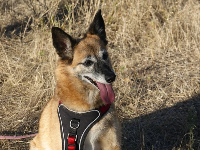 Sanfte Arisha sucht einfühlsames Zuhause