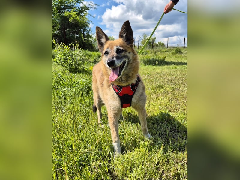 Sanfte Arisha sucht einfühlsames Zuhause