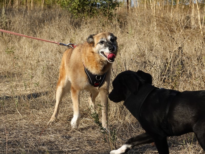 Sanfte Arisha sucht einfühlsames Zuhause