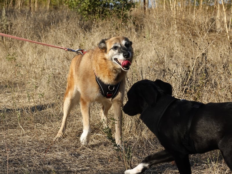 Sanfte Arisha sucht einfühlsames Zuhause
