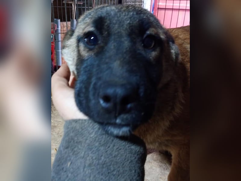 TASCHA, schüchterne Junghündin, 7 Monate, ca. 41 cm, Malinois-Mischling, Tierschutz Rumänien
