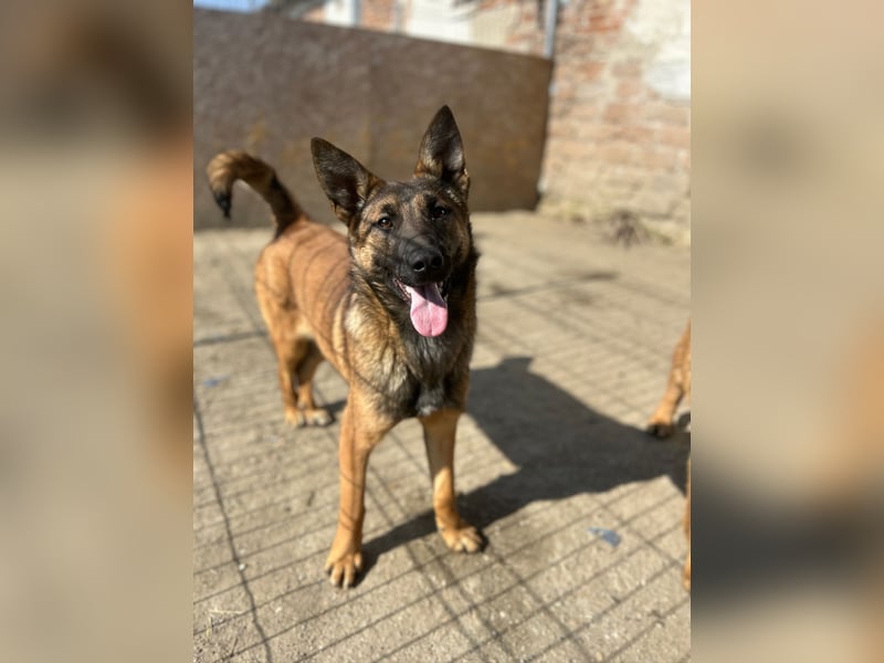 TIRANA, munterer Malinois-Mix, 10 Monate, 48 cm, Tierschutz Rumänien