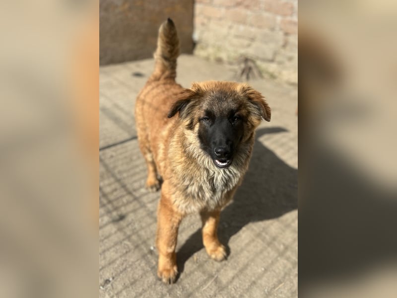 TUTU, liebes Mali-Mix-Mädchen, 8 Monate, 43 cm, Tierschutz Rumänien