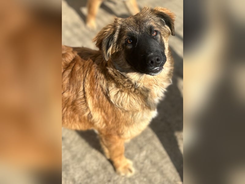 TUTU, liebes Mali-Mix-Mädchen, 8 Monate, 43 cm, Tierschutz Rumänien