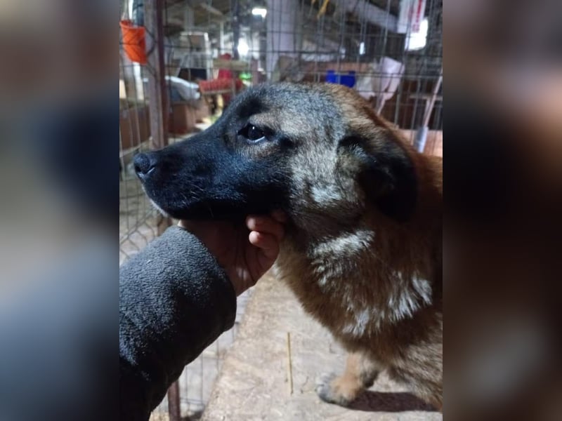TASCHA, schüchterne Junghündin, 7 Monate, ca. 41 cm, Malinois-Mischling, Tierschutz Rumänien