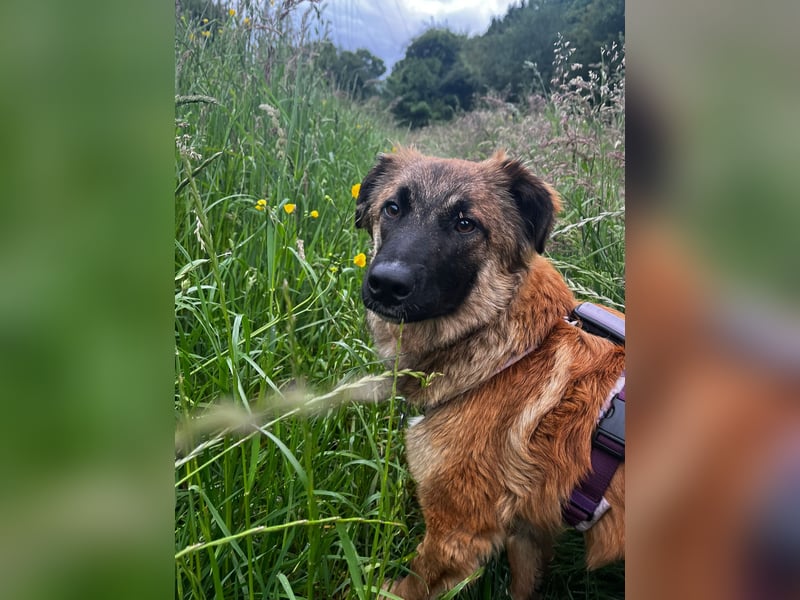 TUTU, reizendes Mali-Mix-Mädchen, 9 Monate, 43 cm, Pflegestelle Duisburg, Tierschutz Rumänien
