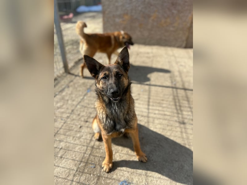 TIRANA, munterer Malinois-Mix, 10 Monate, 48 cm, Tierschutz Rumänien
