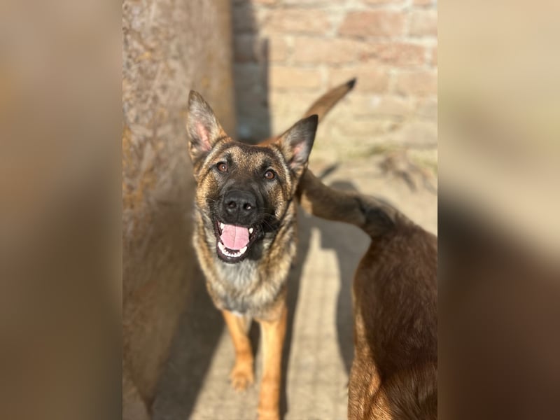 TIRANA, munterer Malinois-Mix, 10 Monate, 48 cm, Tierschutz Rumänien