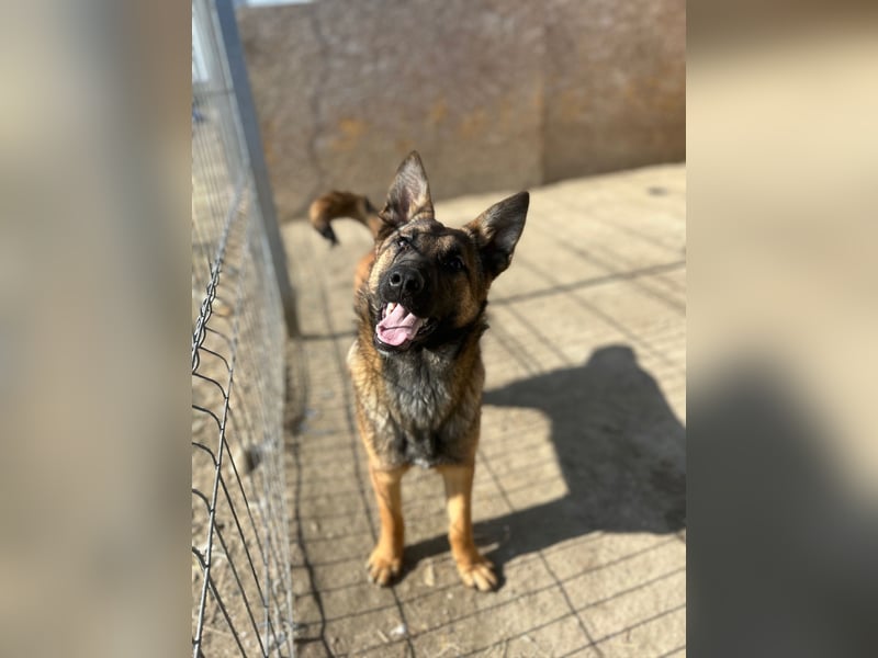 TIRANA, munterer Malinois-Mix, 10 Monate, 48 cm, Tierschutz Rumänien