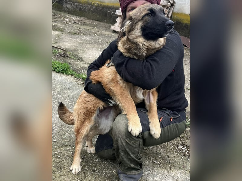 TUTU, liebes Mali-Mix-Mädchen, 8 Monate, 43 cm, Tierschutz Rumänien