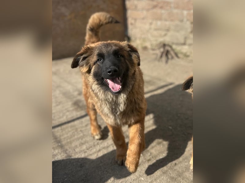 TET, selbstbewusster Junghund, 7 Monate, ca. 46 cm, Malinois-Mischling, Tierschutz Rumänien