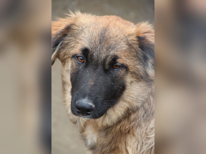 TUTU, liebes Mali-Mix-Mädchen, 8 Monate, 43 cm, Tierschutz Rumänien